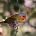 pytilia-melba-namibia.jpg