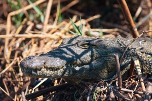 Crocodylus niloticus (Crocodile du Nil)