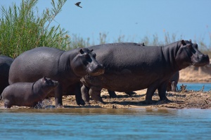 Hippopotamus amphibius (hippopotame)