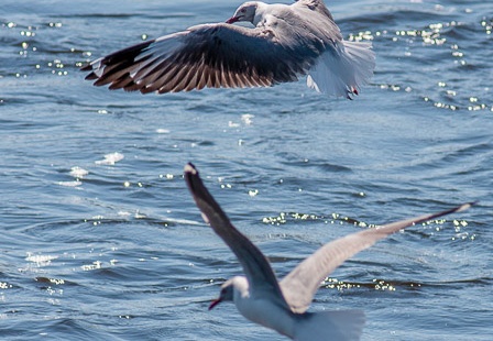 Chroicocephalus cirrocephalus (Mouette à tête grise)