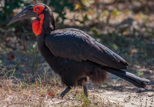 Bucorvus leadbeateri (Bucorve du sud)