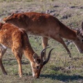 kobus-vardonii-botswana-2.jpg