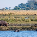 hippopotamus-amphibius-botswana.jpg
