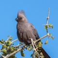 corythaixoides-concolor-botswana.jpg