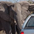 loxodonta-africana-botswana-3.jpg