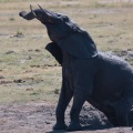 loxodonta-africana-botswana-4.jpg