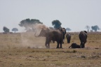 Loxodonta africana (Eléphant de savane d'Afrique)