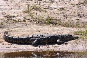 Crocodylus niloticus (Crocodile du Nil)