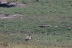 Varanus niloticus (Varan du Nil)