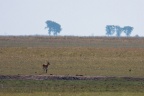 Kobus leche (Cobe de Lechwe)