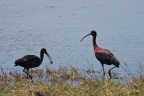 Plegadis falcinellus (Ibis falcinelle)