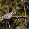 turtur-chalcospilos-botswana.jpg