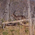 kobus-ellipsiprymnus-botswana.jpg