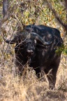 Syncerus caffer (Buffle d'Afrique)