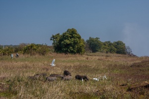 Bubulcus ibis, Phacochoerus africanus (Phacochère)