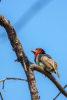 Lybius torquatus (Barbican à collier)