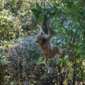 papio-cynocephalus-zimbabwe.jpg