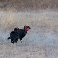 bucorvus-leadbeateri-botswana-2.jpg