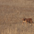 caracal-caracal-botswana-3.jpg