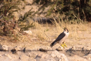 Falco biarmicus (Faucon lannier)