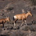 alcelaphus-buselaphus-south-africa.jpg