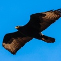 Aquila verreauxii (Aigle de Verreaux)