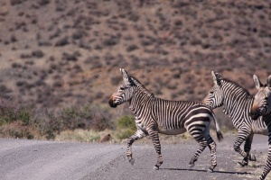 Equus zebra (Zèbre de montagne)