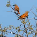 Monticola rupestris (Monticole rocar)