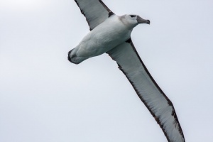 Thalassarche cauta (Albatros à cape blanche)