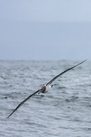 Thalassarche cauta (Albatros à cape blanche)