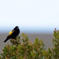 Euplectes afer (Euplecte vorabé)