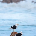 Larus dominicanus (Goéland dominicain)
