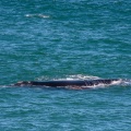 Eubalaena australis (Baleine franche australe)