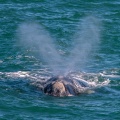 Eubalaena australis (Baleine franche australe)