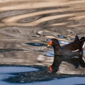 gallinula-chloropus-switzerland.jpg