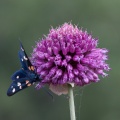 Syntomis phegea (L)