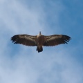 Gyps fulvus (Vautour fauve)