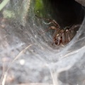 Agelena labyrinthica Clerck