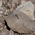 Odonata sp. indet.