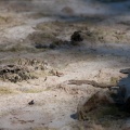Squamate sp. indet.