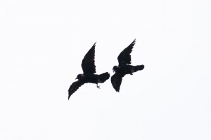Corvus corone (Corneille noire)
