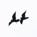 Corvus corone (Corneille noire)