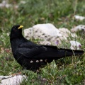 Pyrrhocorax graculus (Chocard à bec jaune)