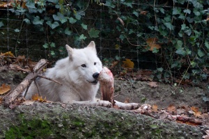 Canis lupus (Loup)