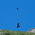 Aquila chrysaetos (Aigle royal)