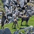 Capra ibex (Bouquetin)