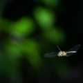 odonata-sp-switzerland.jpg