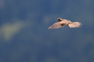 Falco tinunculus (Faucon crécerelle)