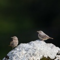 Monticola saxatilis (Monticole de roche)
