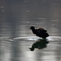 fulica-atra-switzerland-2.jpg